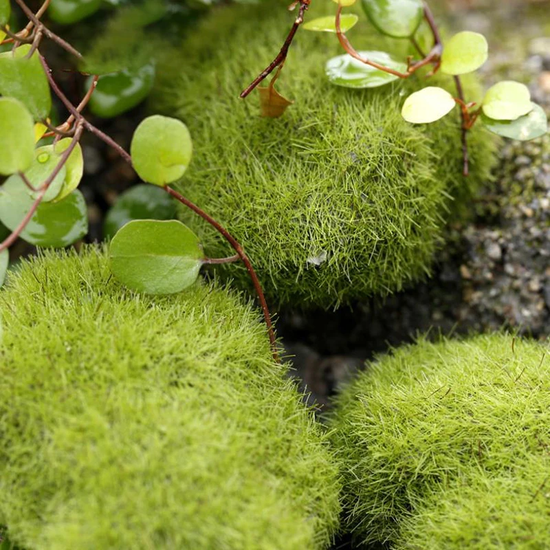 4Pcs Micro Landscape Artificia – обзор и цена Terrarium Moss Art