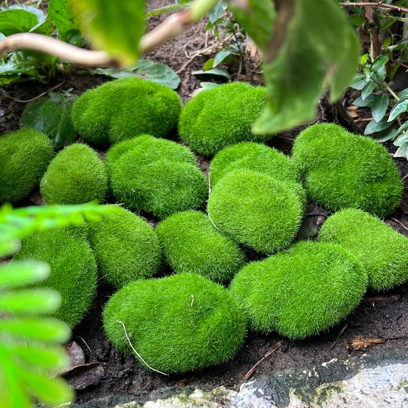5/30pcs Simulation Moss Stone  – обзор и цена Terrarium Moss Art