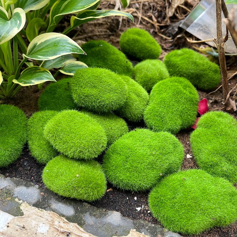 5/30pcs Simulation Moss Stone  – обзор и цена Terrarium Moss Art