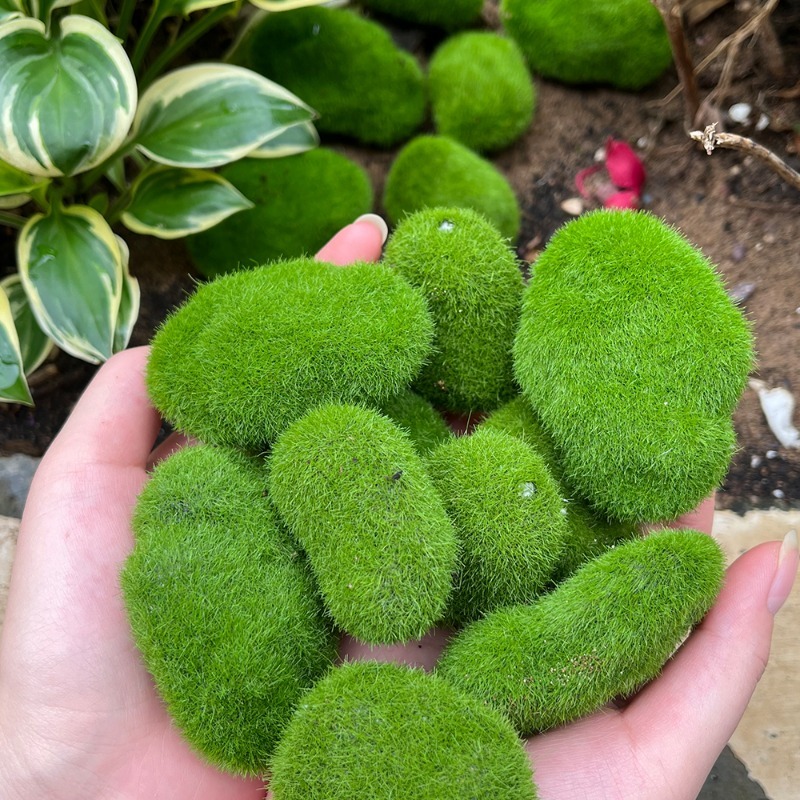 5/30pcs Simulation Moss Stone  – обзор и цена Terrarium Moss Art