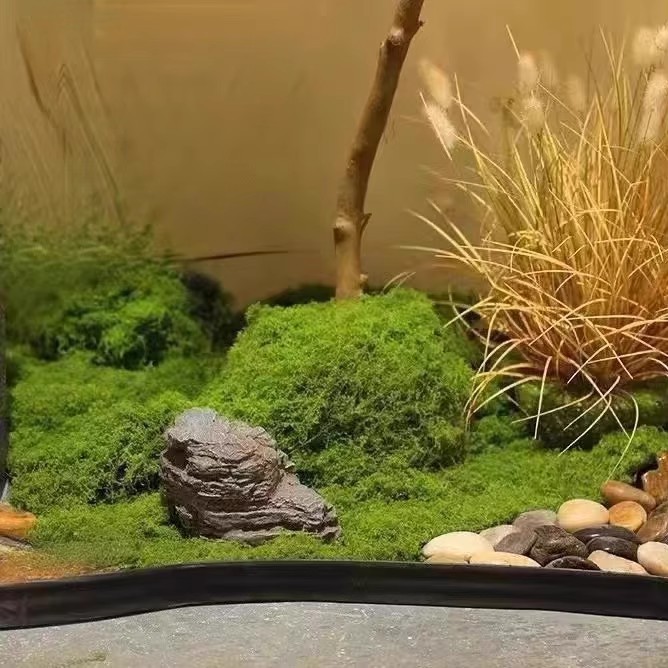 200g Eternal Life Moss DIY Cra – обзор и цена Terrarium Moss Art