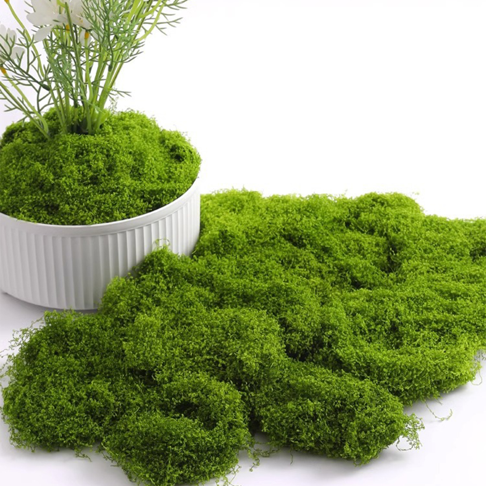 20/40/100g Eternal Life Moss D – обзор и цена Terrarium Moss Art