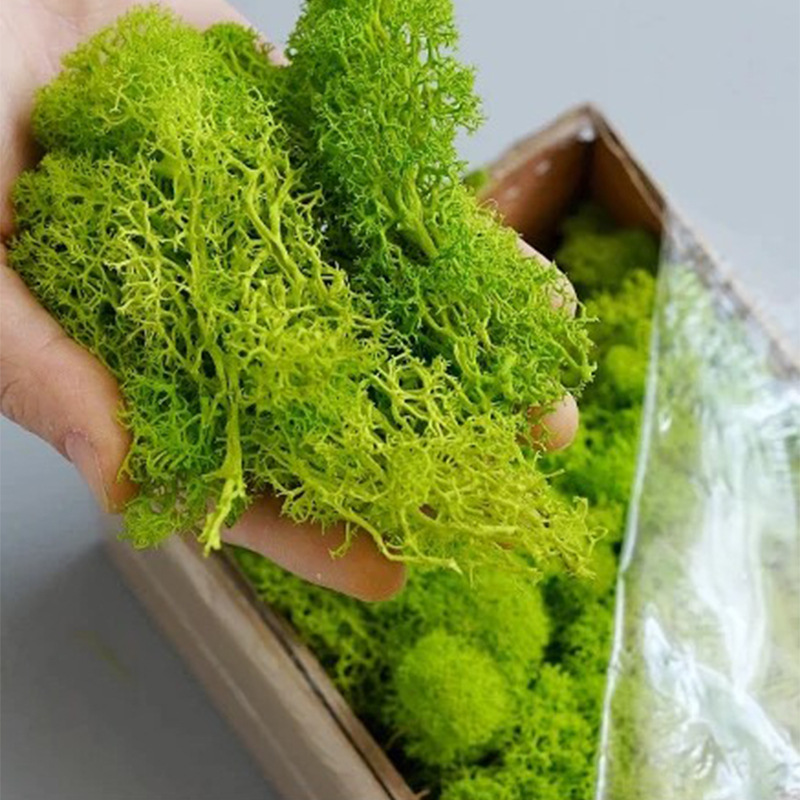 20/40/100g Eternal Life Moss D – обзор и цена Terrarium Moss Art