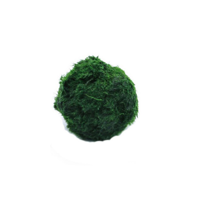 Marimo Moss Balls Live Aquariu – обзор и цена Terrarium Moss Art