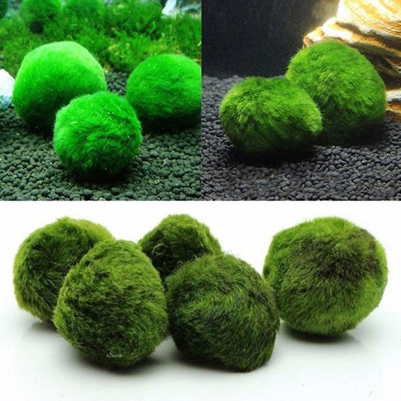 Marimo Moss Balls Live Aquariu – обзор и цена Terrarium Moss Art