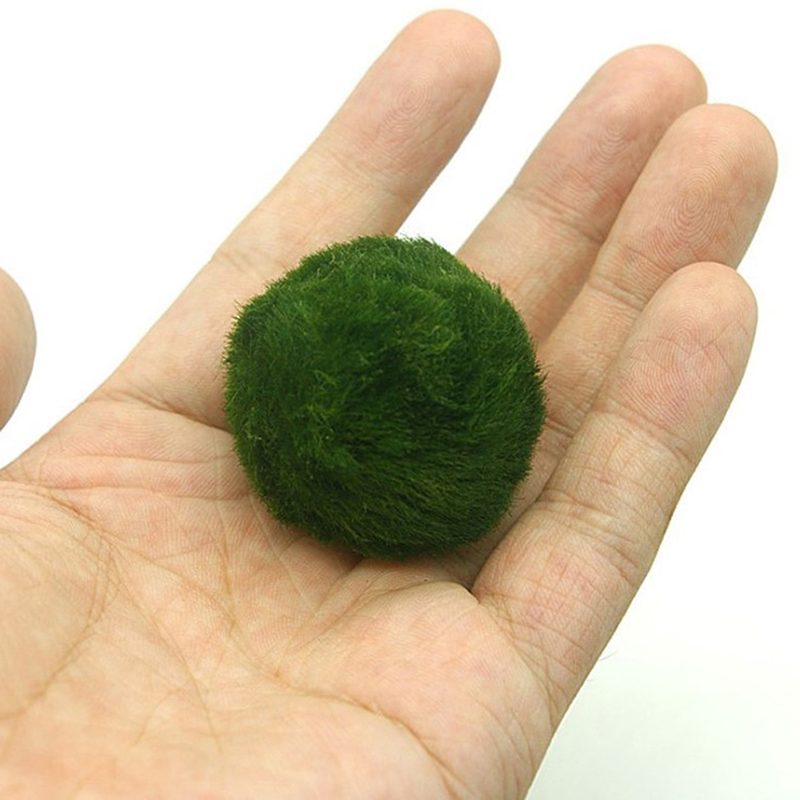 Marimo Moss Balls Live Aquariu – обзор и цена Terrarium Moss Art