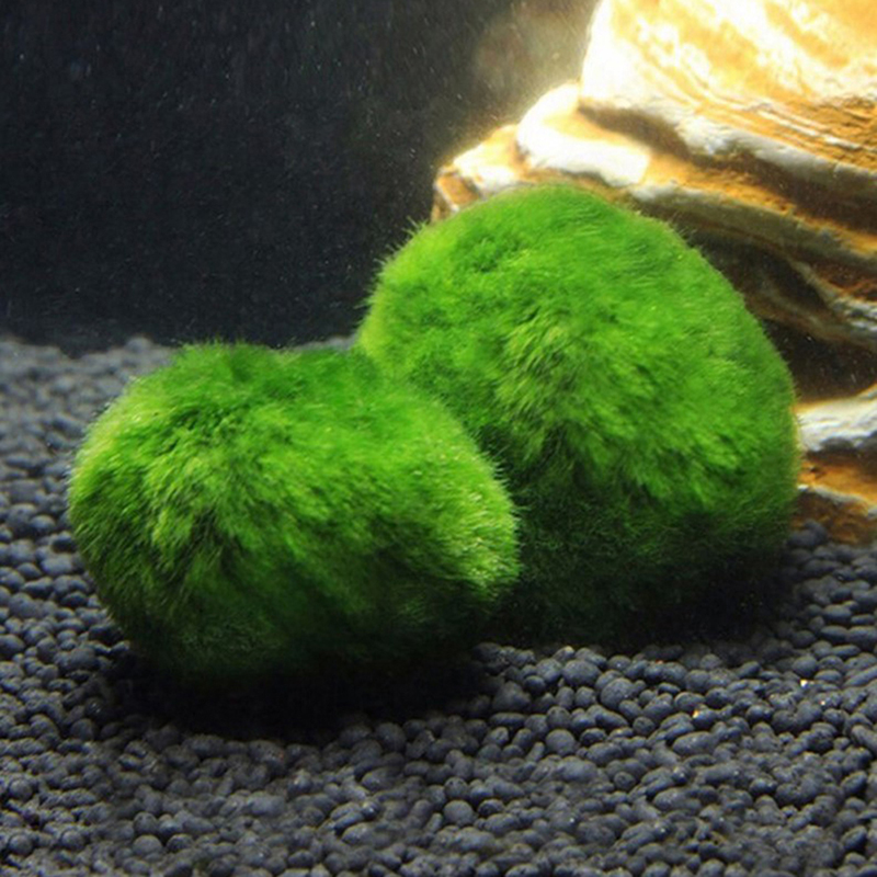 Marimo Moss Balls Live Aquariu – обзор и цена Terrarium Moss Art